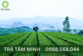 TẠI SAO TRÀ THÁI NGUYÊN ĐƯỢC GỌI LÀ ĐỆ NHẤT DANH TRÀ VIỆT NAM