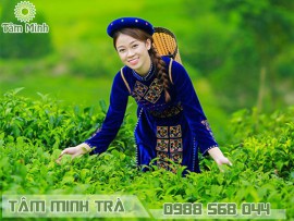 NGẮM ẢNH CHÈ THÁI NGUYÊN - XỨ SỞ THẦN TIÊN ĐẤT VIỆT