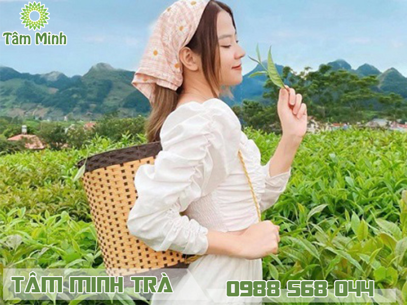 Những hình ảnh chè Thái Nguyên rực rỡ và tuyệt đẹp qua ống kính