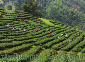 CHÈ ĐINH THÁI NGUYÊN – THỨC UỐNG NGON ĐÓN NĂM MỚI