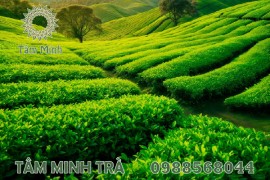 GIÁ TRÀ THÁI NGUYÊN SẼ TỪ BAO NHIÊU 1KG?