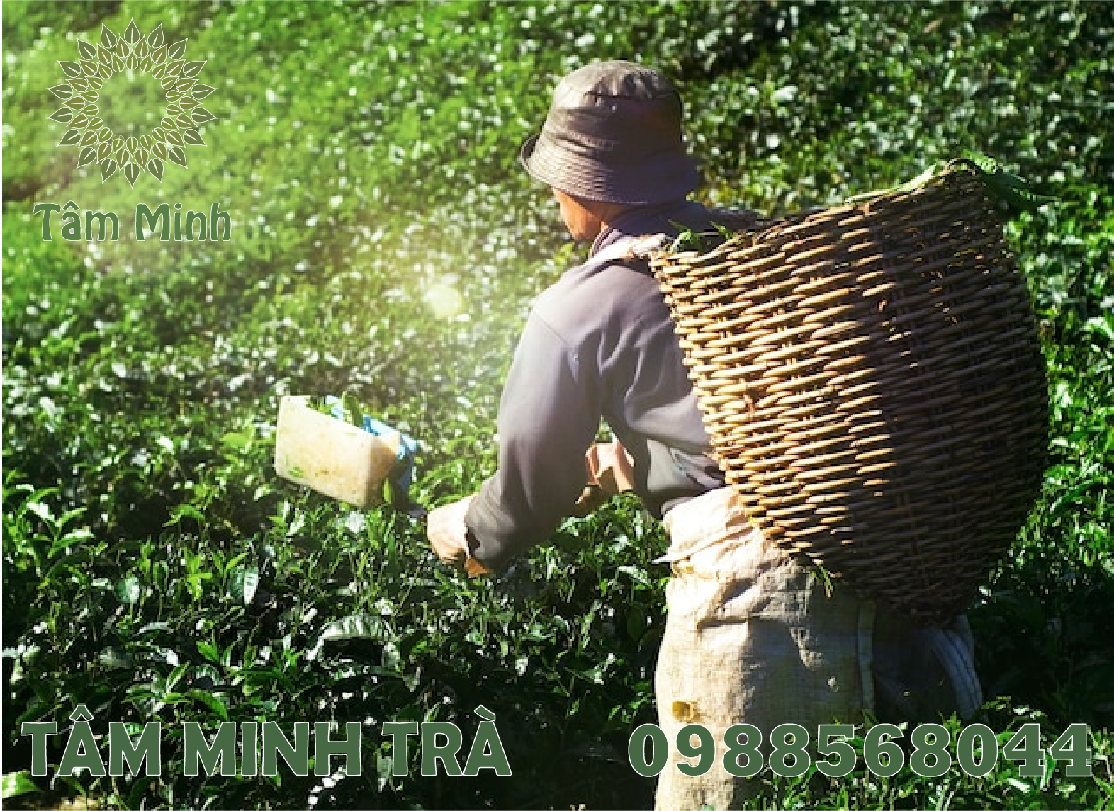 GIỚI THIỆU VỀ CHÈ THÁI NGUYÊN – LOẠI CÂY MANG LẠI NIỀM TỰ HÀO CHO NGƯỜI VIỆT