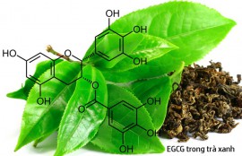 TRÀ XANH - NGƯỜI BẠN ĐỒNG HÀNH CHỐNG UNG THƯ