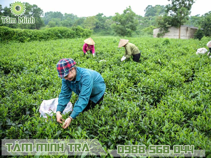 Trà xanh Thái Nguyên được hái và thu lượm hoàn toàn thủ công bằng tay người