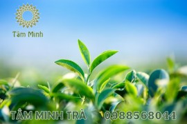 TRA XANH THAI NGUYEN CHẤT LƯỢNG - HƯƠNG VỊ ĐẶC TRƯNG HẤP DẪN