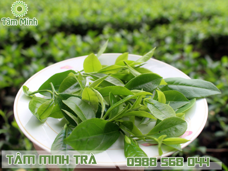 Quy trình sản xuất trà xanh Thái Nguyên 500g