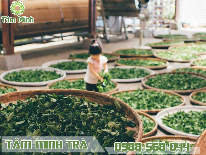 Những tác dụng mà trà xanh Thái Nguyên 500g mang lại